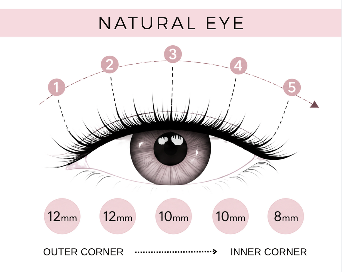 EasyLash Natural Eye Lash Bundle