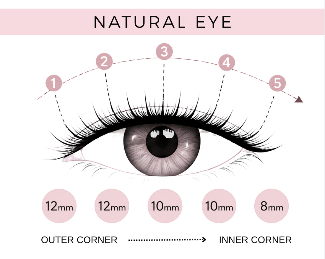 EasyLash Natural Eye Lash Bundle