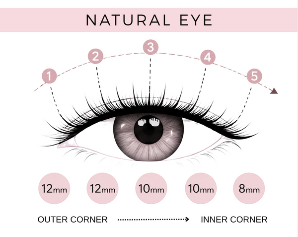EasyLash Natural Eye Lash Bundle